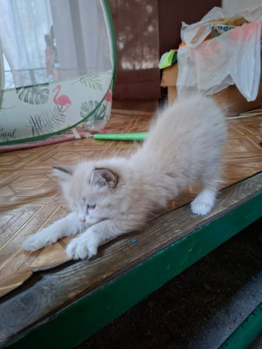Отдам котят в добрые руки