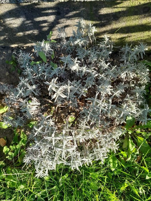 LAVANDĂ   Angustifolia Sevstopolis