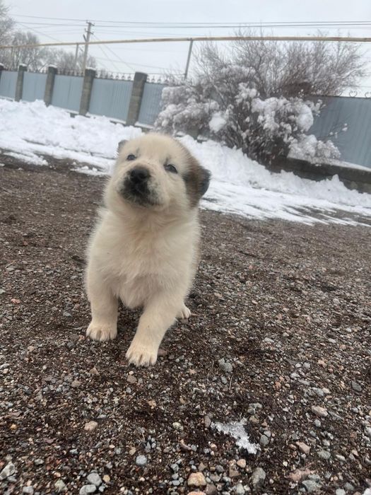 Щенок Алабай чистокровные