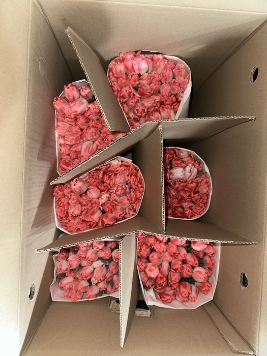 Тюльпаны оптом Алматы