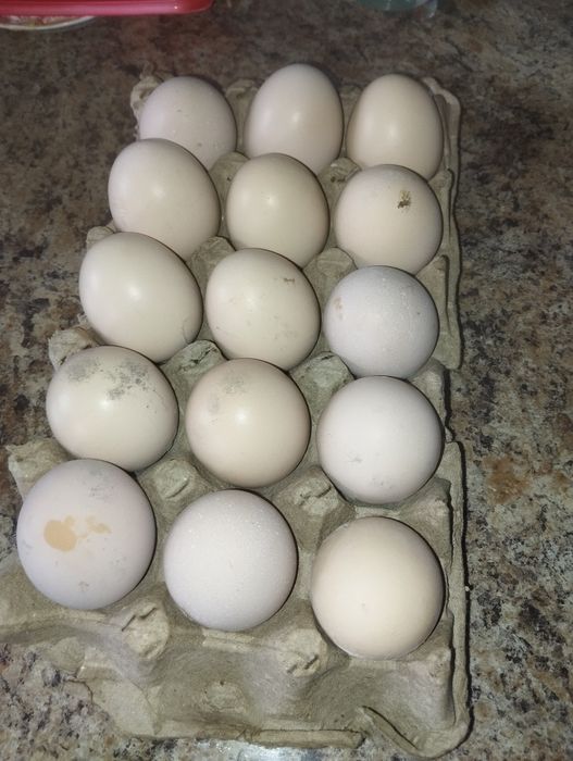 Дакан тухум сотилад