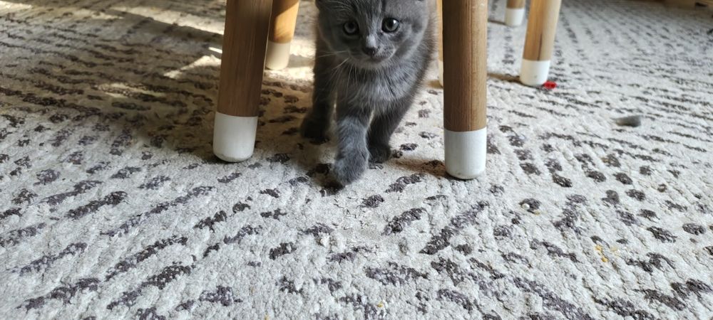 Котенок мальчик отдам