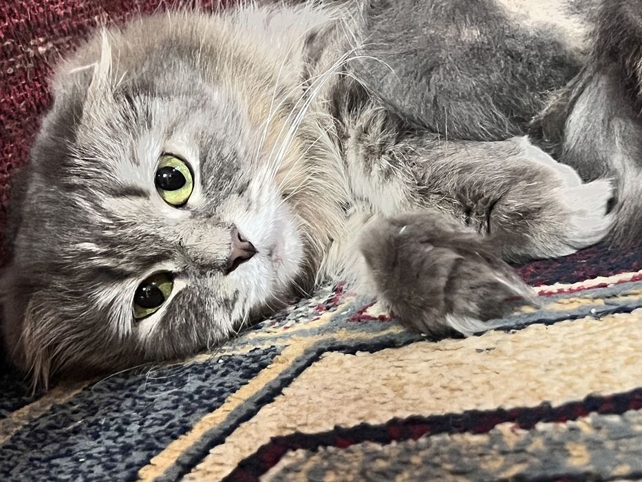 Шотландские вислоухие котята