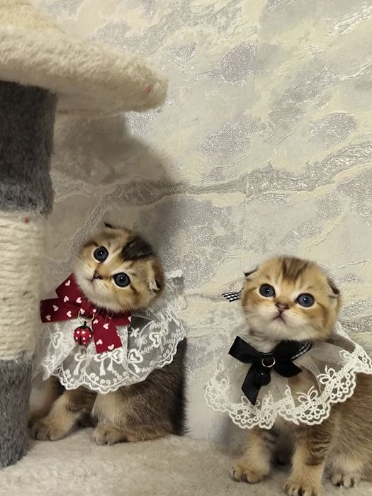 Чистокровные котята от правильной вязки