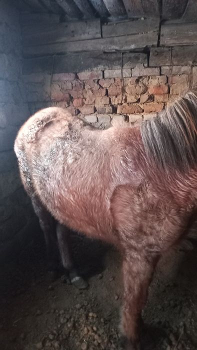 Продам тай жирный на откорме стоит