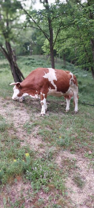 Mă vinde stăpânul,vaca rasa baltata românească cu vițel!