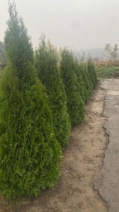 Продам красивые туи срочно