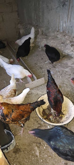 Товуқ хуроз Курицы Петухи