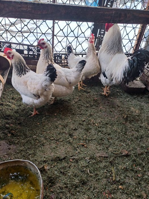 Куры серебристый Адлер