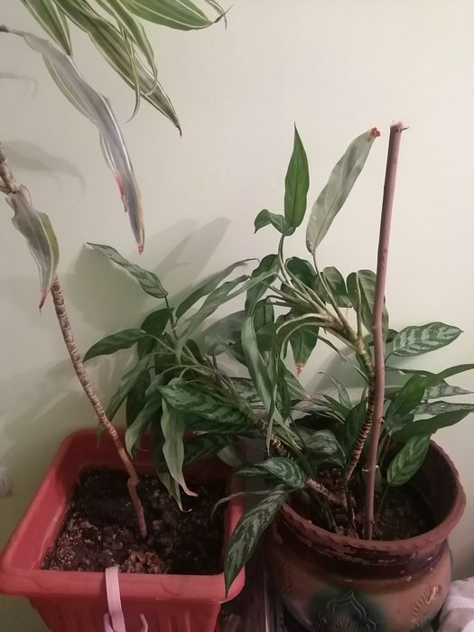 Комнатные растения дом и сад