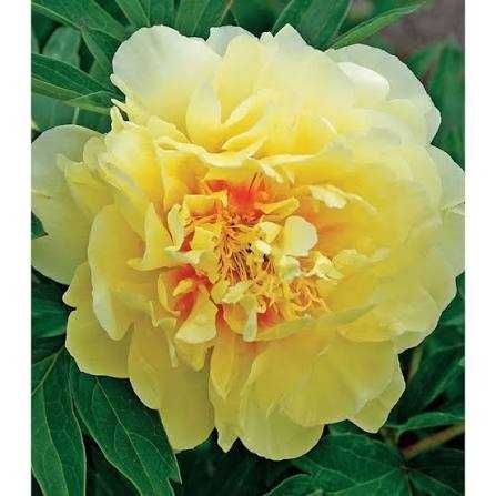 Rizomi ( Bulbi) de Bujori mari Paeonia, pt plantat, mari și parfumați, fluorescenta bogata nuante de Alb, Blue, Rosu Roz Mov inchis Galben Portocaliu