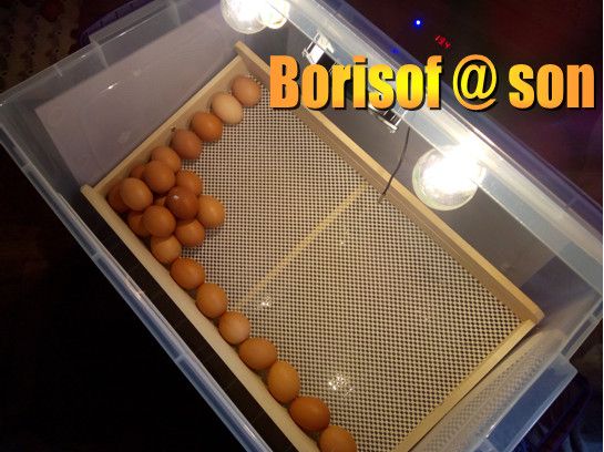 Инкубатори (български)