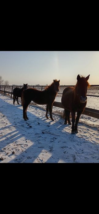 Жылкы лошадь сатамын