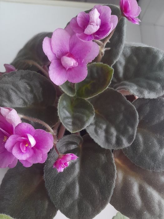 Фиалки в горшочках