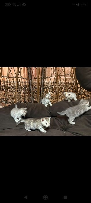 Котята шотландские девочки и мальчики
