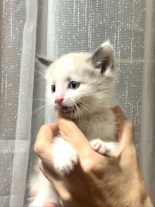 Котята красивые мальчик с голубыми глазами