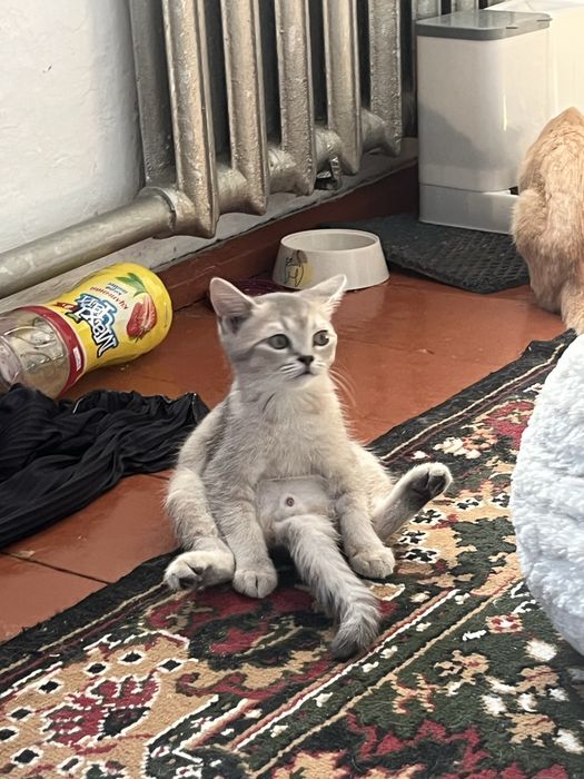 котёнок шиншиллы ищет добрый дом