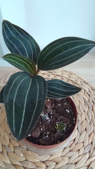 Замиокулкас/Ешеверия/Красула/Седум Сиеболди/Сансевиера/Лудизия/Амарили