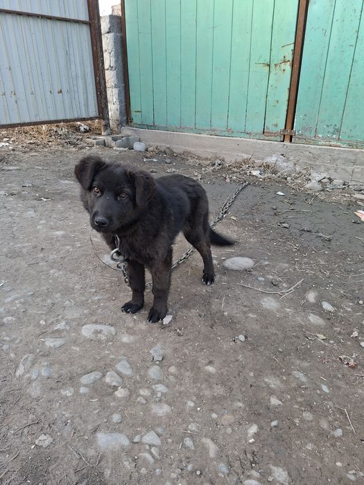 Щенок Помесь овчарки