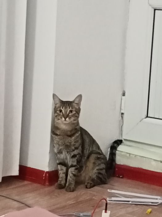 Кошка стрилизовнный тышқан аулайды