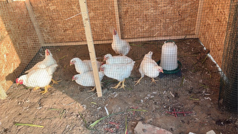 Pui de carne! Ceescuti natural cu furaje de la agricultorii locali