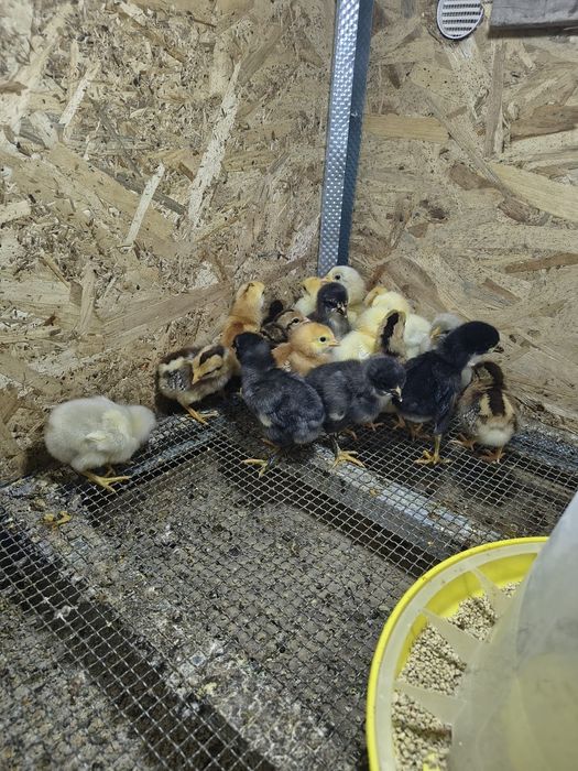 Disponibil pui de rasă, Araucana  și Ameaucana ,și ouă .