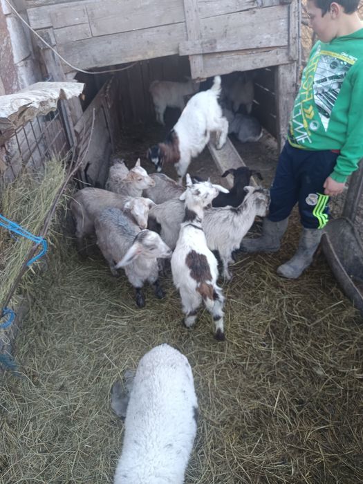 Iezi de vânzare media 10 .14 kg bucata