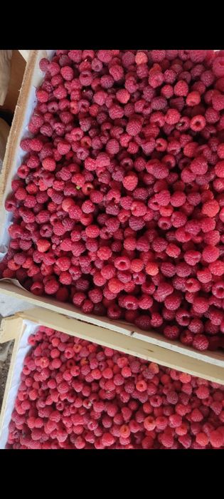 Продам малину свежая с поле