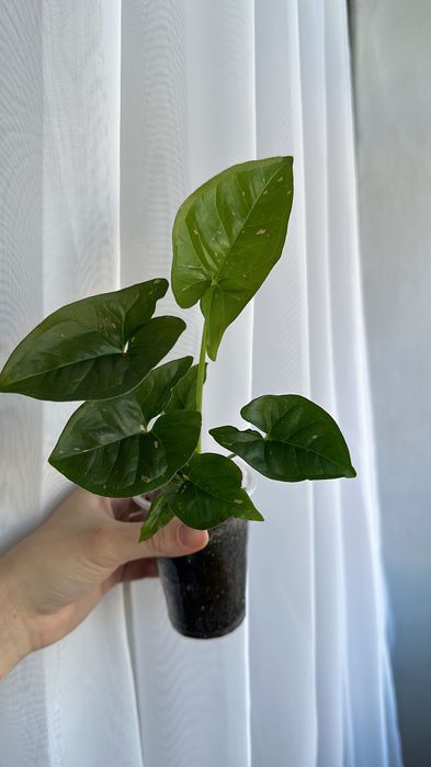 Продам домашнии цветочки