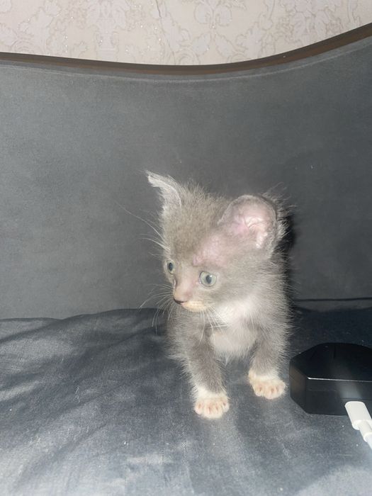 Отдам котят бесплатно