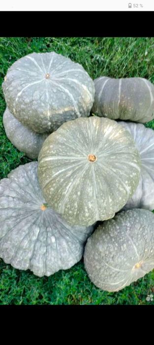 Продам Семена тыквы жаба