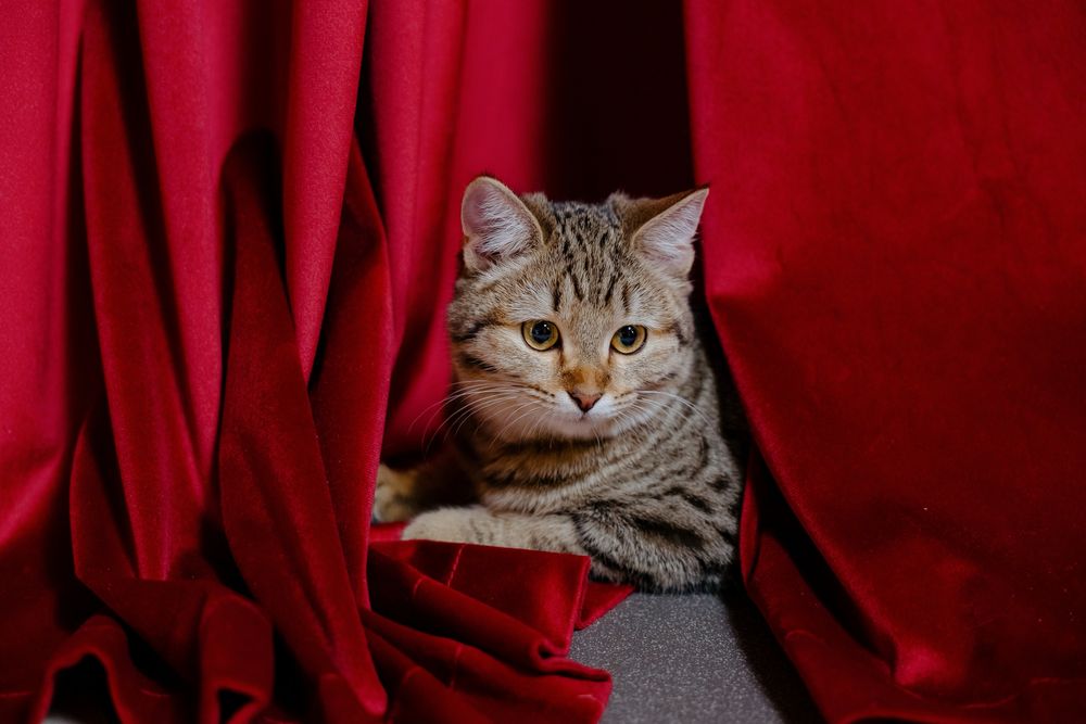 Нужен кот для вязки