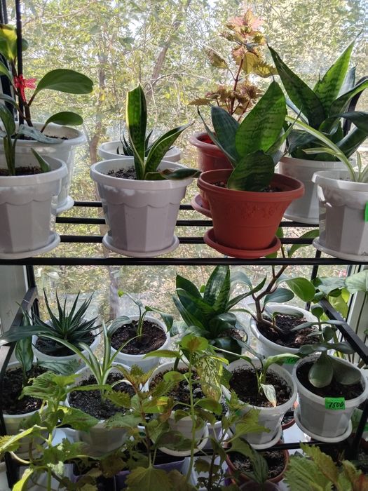 Цветы комнатные не дорого