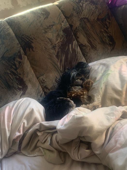 Продаю двух йориков