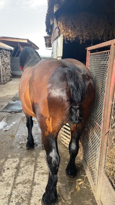 Iapa 6 pe 7 ani cumintenie maxima