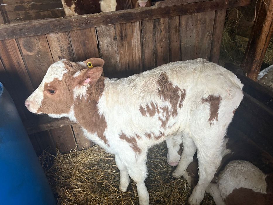 Продам телят 5 штук