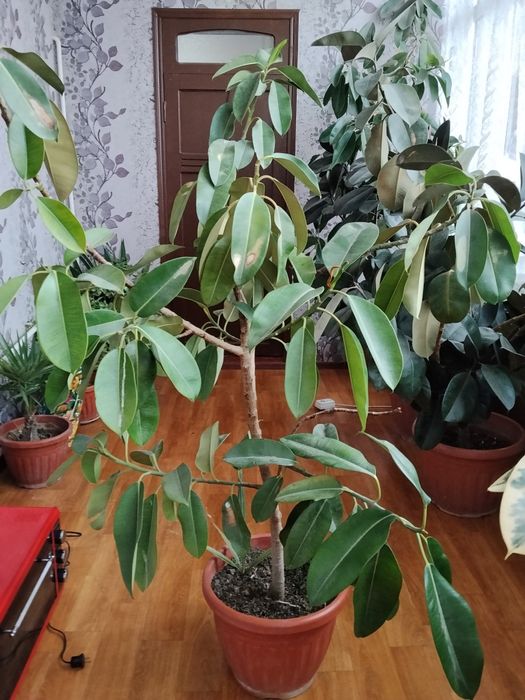 Gul sotiladi dekarativni