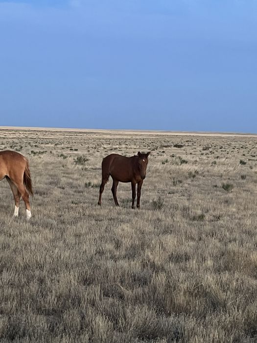 Жылқы, тай сатылады