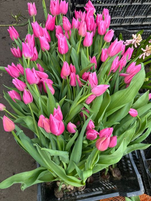 Тюльпаны оптом и в розницу голландские