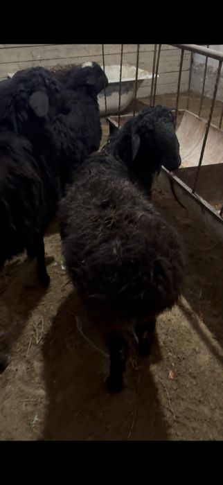 4кошкар сатылады …