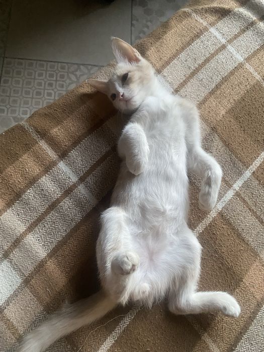 Отлае Милых котят