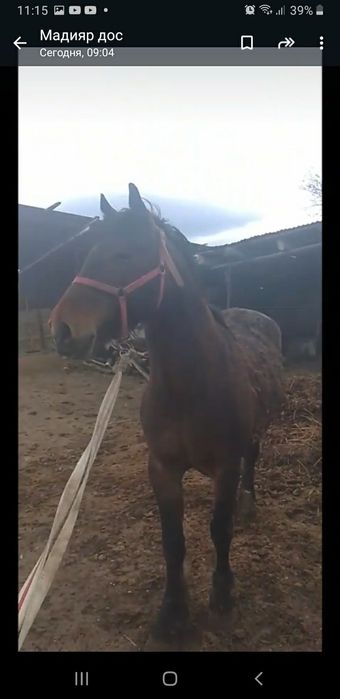 Көкпардын айғыр сатылады