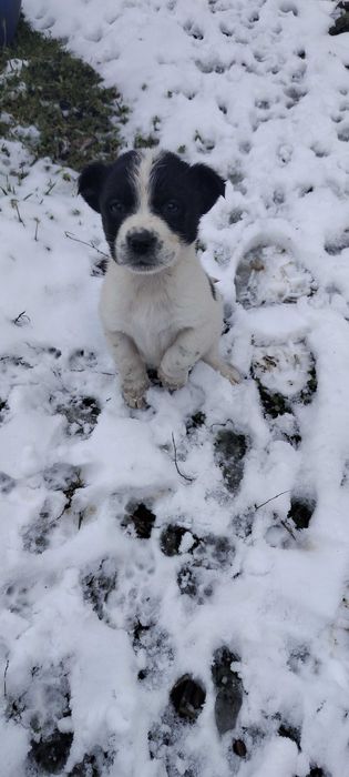 Джак Ръсел бебе на 2мес