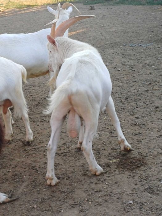 Tap sannen tanar 1 an si 6 luni foarte cuminte cauta stapan nou