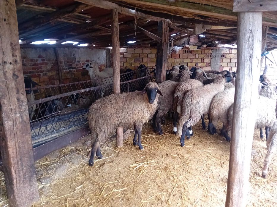 Продавам агнета и кочове