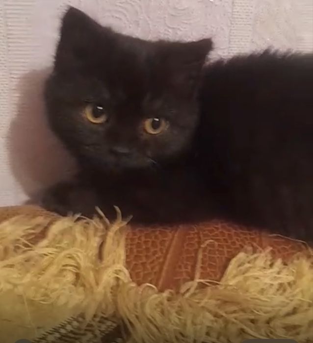 Пристройство кошка