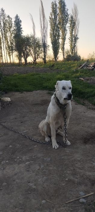 Алабай сука 2 год