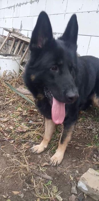 Немецкая овчарка щенки