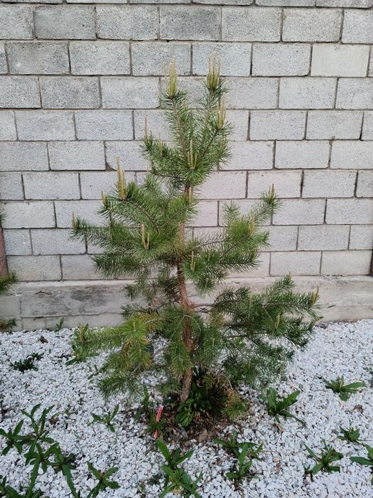 Саженцы елки срочно