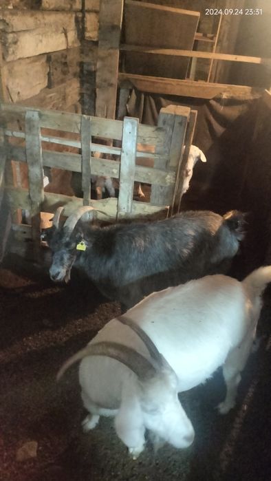 Ассалаумағалейкум ешкі сатам